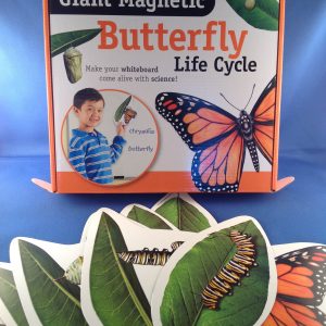 butterfly life cycle