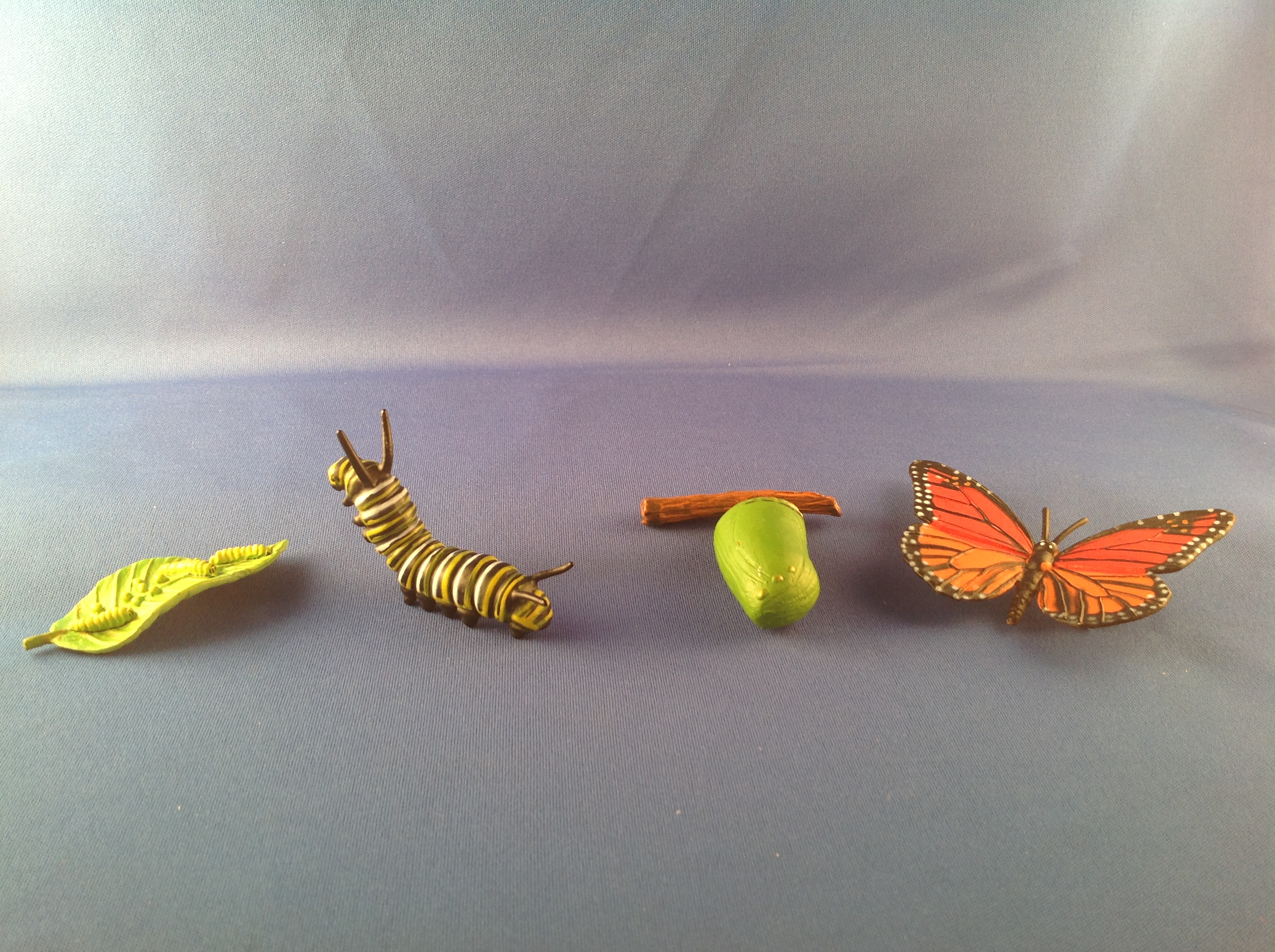 Butterfly Life Cycle Manipulative Central Coast Science