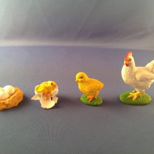 chicken life cycle