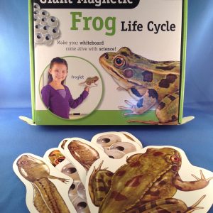 frog life cycle