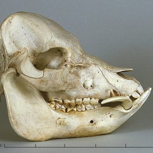 pig skull